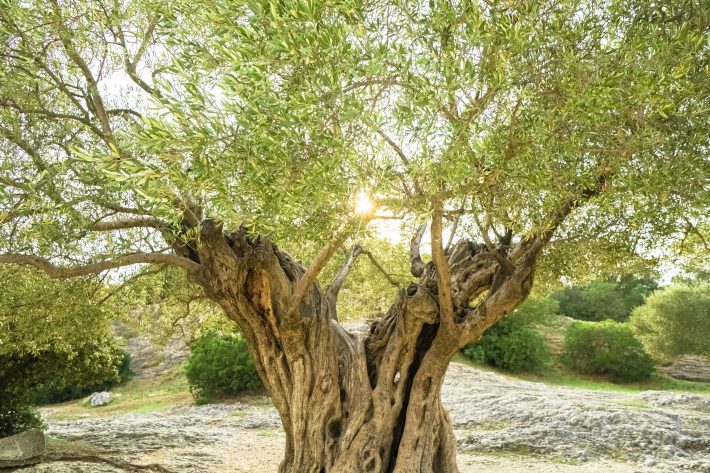 olijfboom met grillige stam