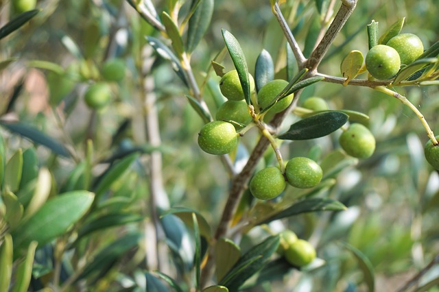 olijven aan olijfboom